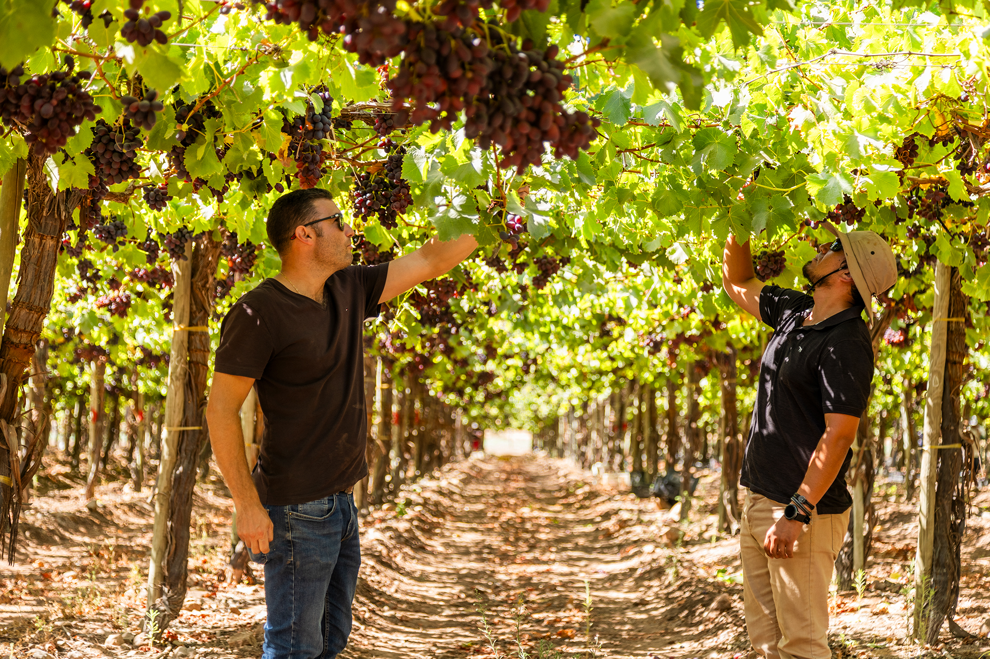 Foto destacada del campo